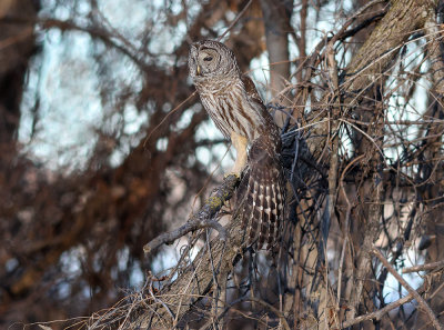 Barred Owl Wing Stretch