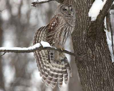 Barred Owl Wing Stretch