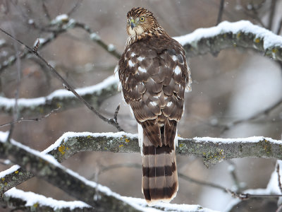 Winter Hawk