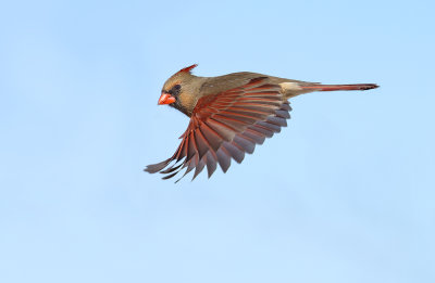 Northern Cardinal Flight Path