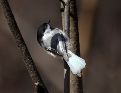 White Tailed-Black Capped Chickadee