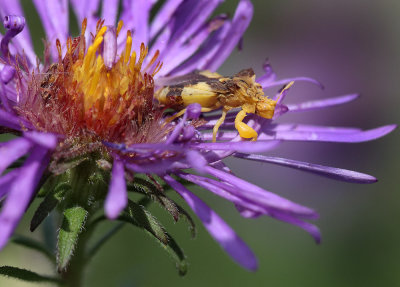 Jagged Ambush Bug