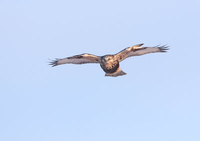 Rough Legged Hawk