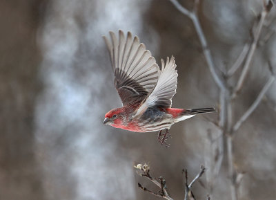 Flying Finch