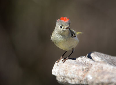 Warblers Vireos And Kinglets