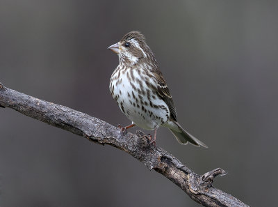 Purple Finch Female