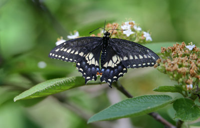 Eastern Black Swallowtail