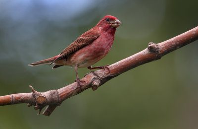 Purple Finch (m)