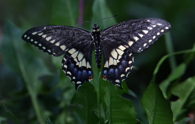 Black Eastern Swallowtail