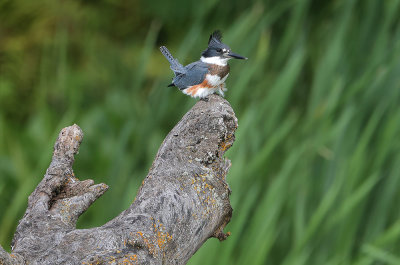 Belted Kingfisher (f)