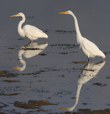 The Great White Northern Egret