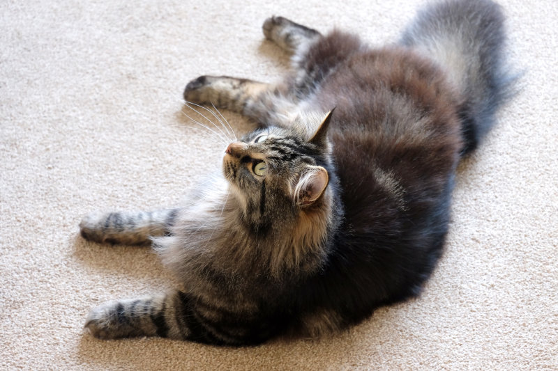 DSCF6541.jpg