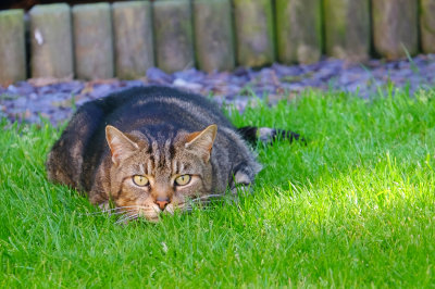 Cats- who enter our garden