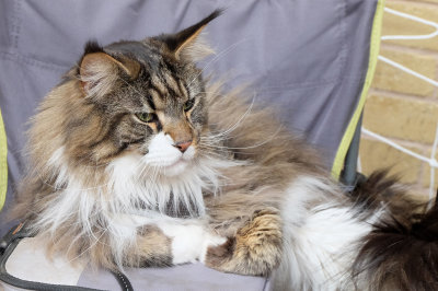 Norwegian & Maine Coon Cats