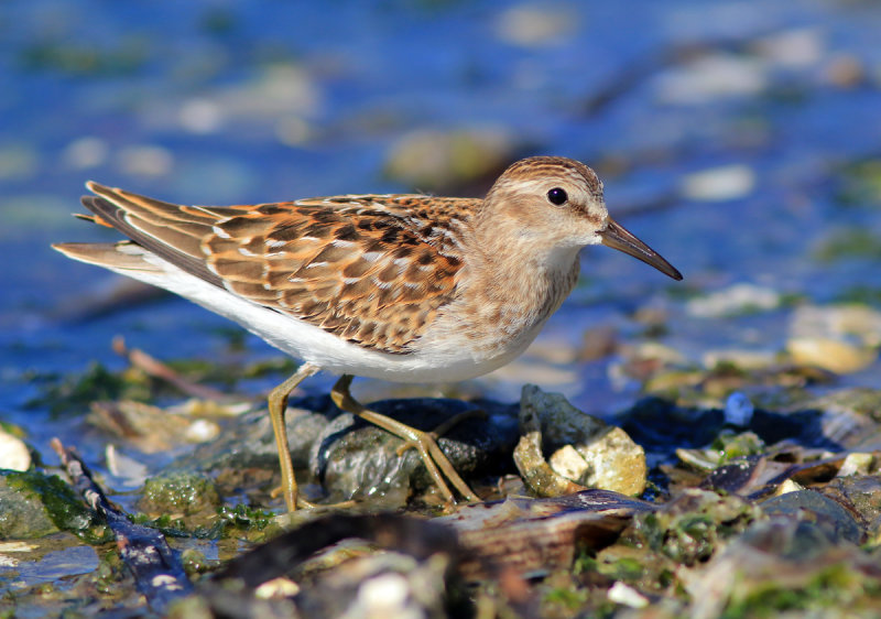 Shore Birds