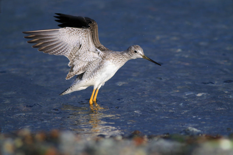 Yellow Legs Bird