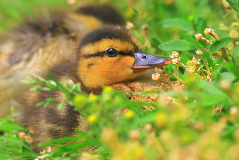 Ducklings
