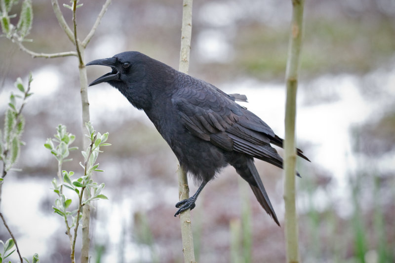 Crows