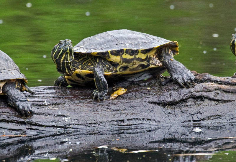 Turtle 