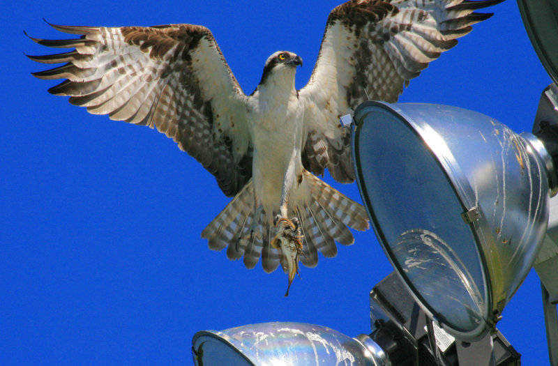 Osprey