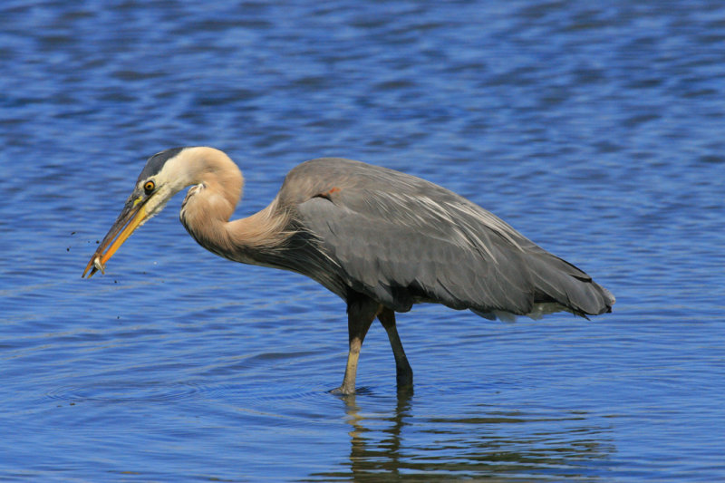 Herons