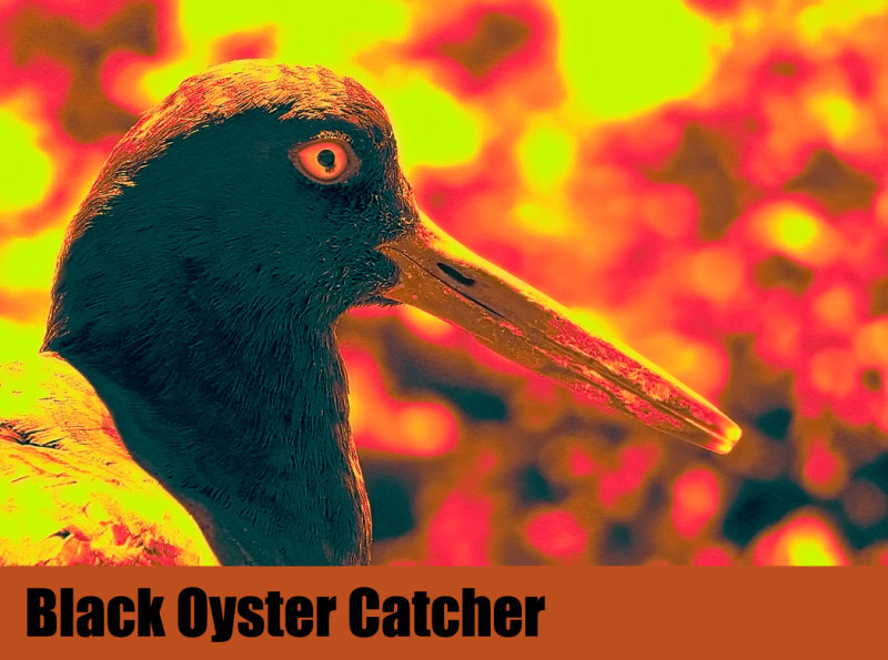 Black Oyster Catcher