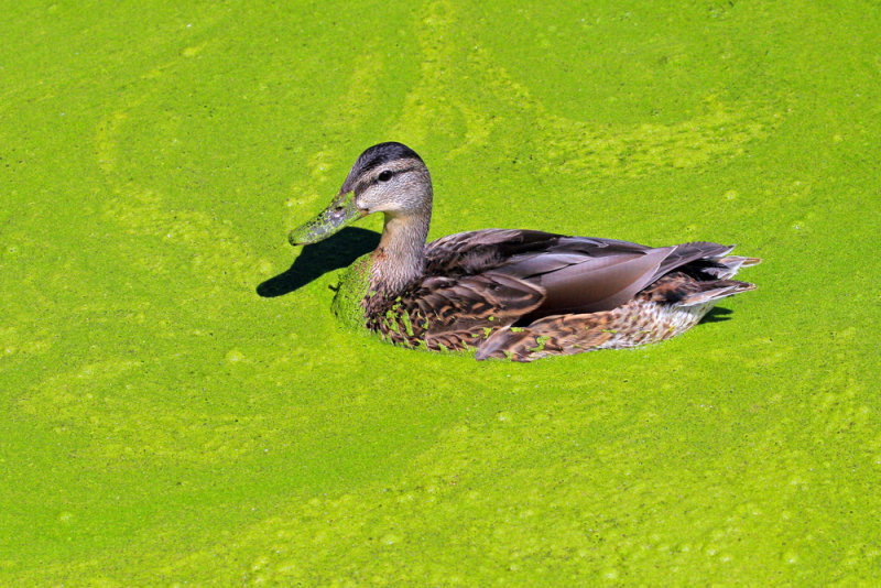 Mallard