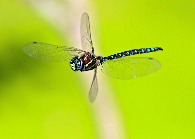 Odonata: Dragonflies and Damselflies