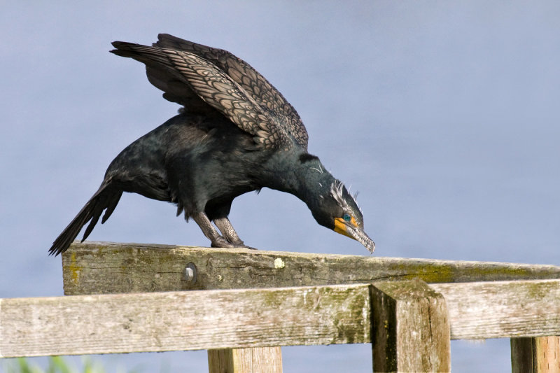 Cormorants
