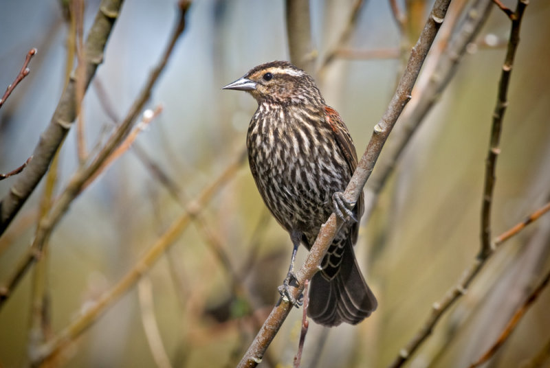 Red-Winged Blackbird