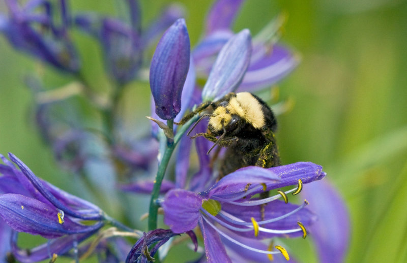Bees