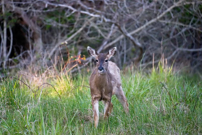 Deer