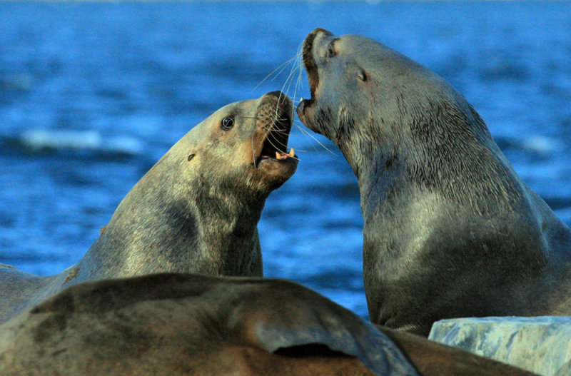 Sea Lions 