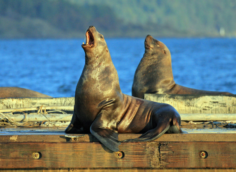 Various Mammals
