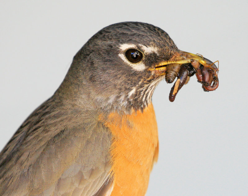 American Robin