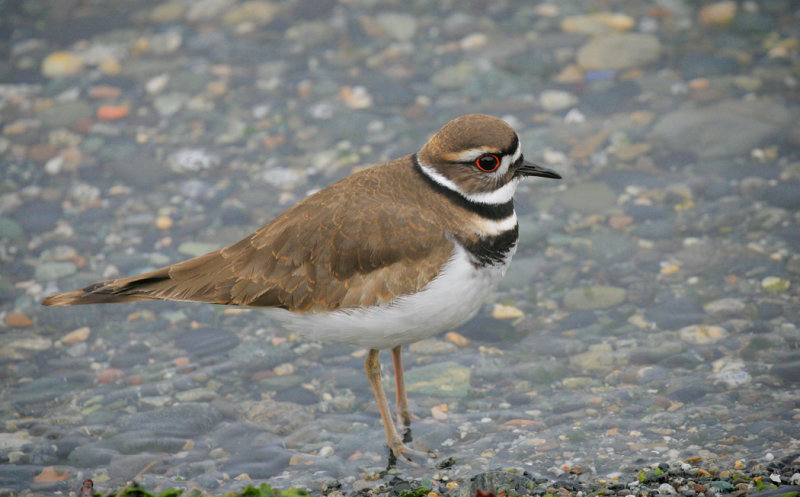 Killdeer