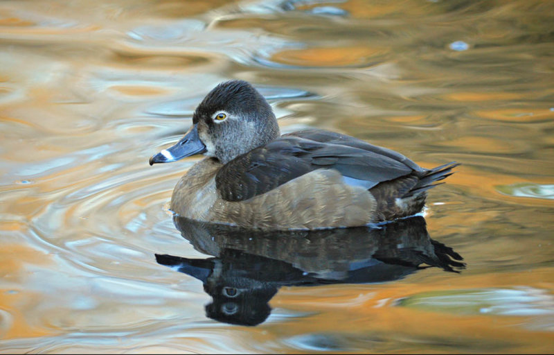 Ring-Necked Duck