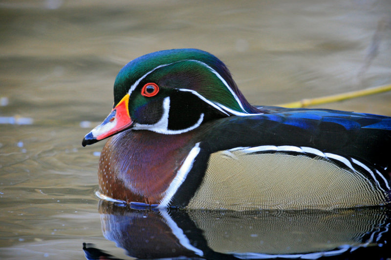 Wood Duck
