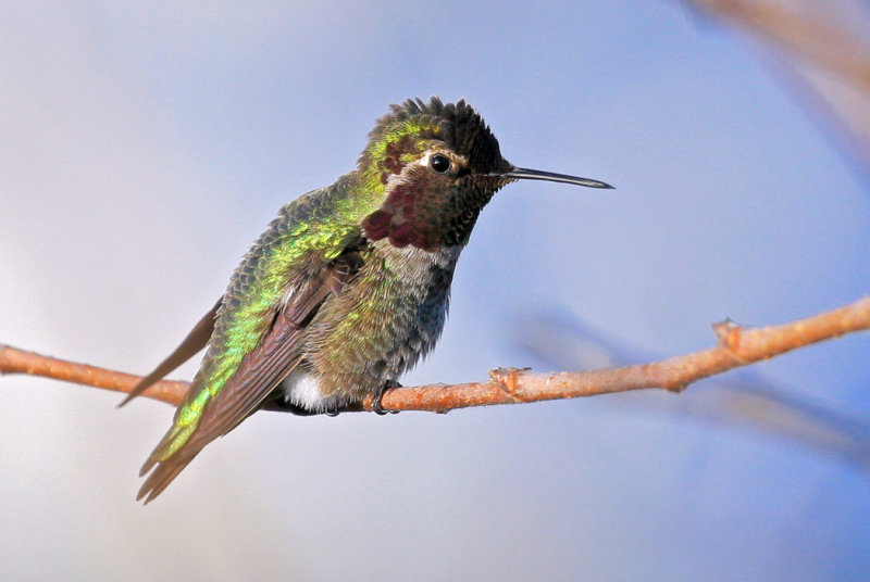 Humming Birds