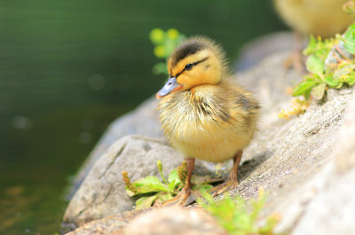 Duckling