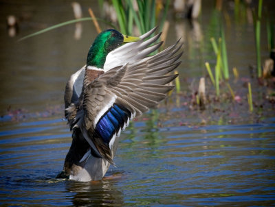 Mallard