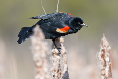  Red-Winged Black Bird