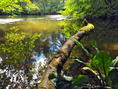Thetis Lake