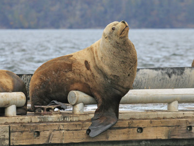 Steller Sea Lion