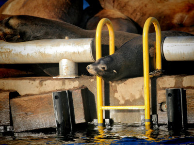 California Sea Lion