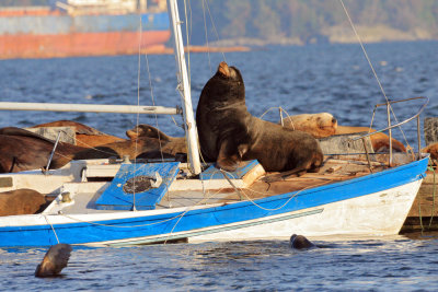 California Sea Lion