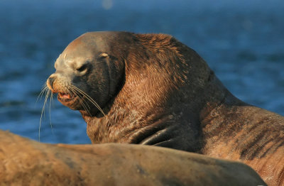 Steller Sea Lion