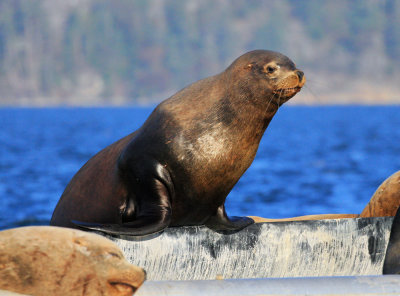 California Sea Lion