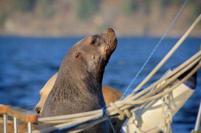 Sea Lion