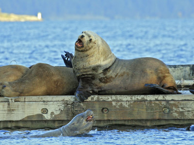 Steller Sea Lion